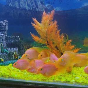 313 Yutee Dhakate logo