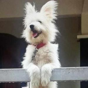 Malavika Sandeep logo