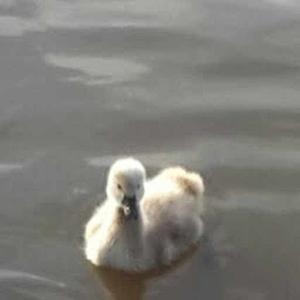 Courtney Tickner logo