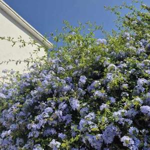 Sahejpreet maan logo