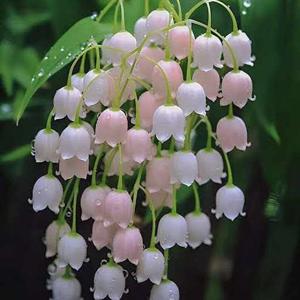 Diyah Halimatussa logo