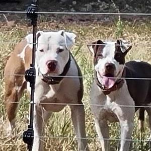 Cilla Heydenreich logo