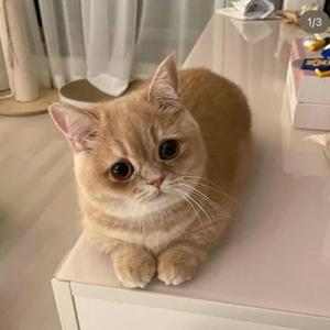 Umme Kulsum Shaik logo