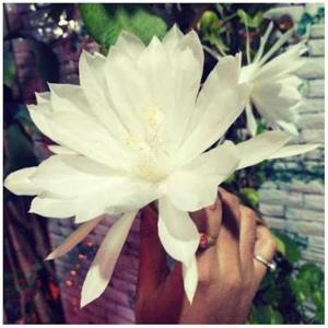 Vaishali Biradar logo