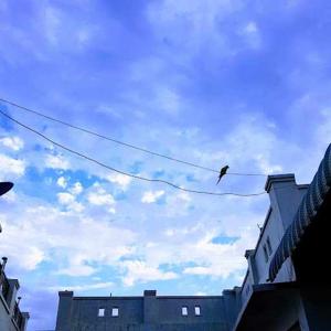 Ishpreet Kaur Johal logo