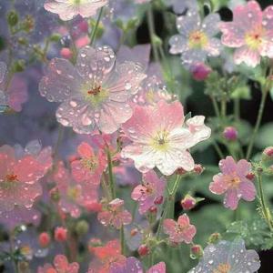 The Epiphany Shop logo