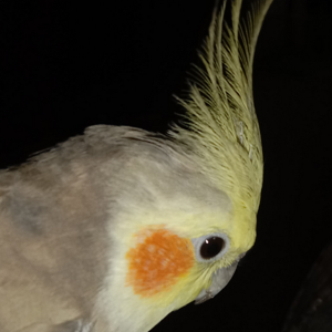 SHIVADHARUSHNI M logo