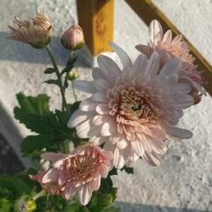 Durga Vellingiri logo