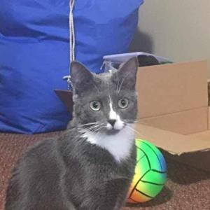 Thea Kemper Torres logo