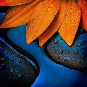 Anupuma Rajpoot logo