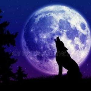 Stellar nightsky logo