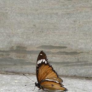 revaa manoharan logo