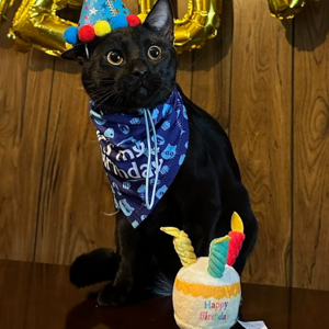 Joselynn Morales logo