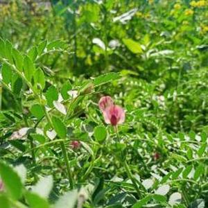 Muskan Kushwaha logo