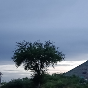 Priya Dharshini logo