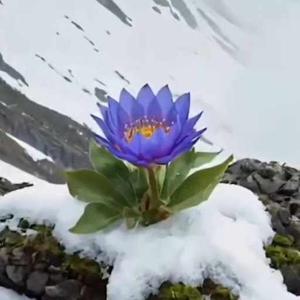 SANTHOSH GAJJELLI logo