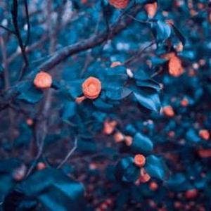 Catherine Christudasan logo