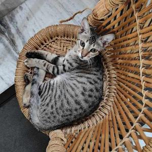 Tejaswi Velpula logo