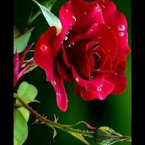 Swati sumana Dey logo