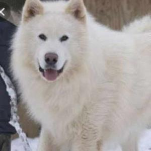 Khushi Brar 8 B logo