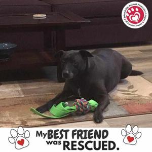 Cheryl Anderson logo