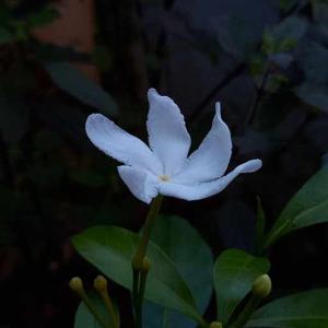 Bhavya Bhaskaran logo