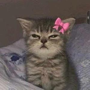 Rishika Kushwaha logo