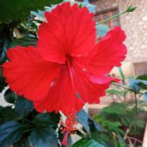 Bhakti ashok Shilvanth logo