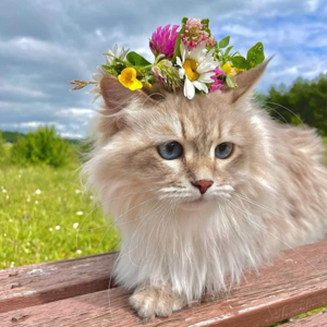 Mehrose Wadgaonkar logo