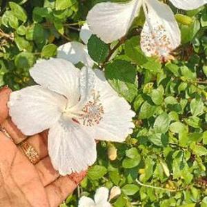 Pradnya Gaikwad logo