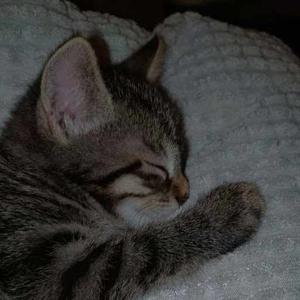 Dnyaneshwari Hade logo