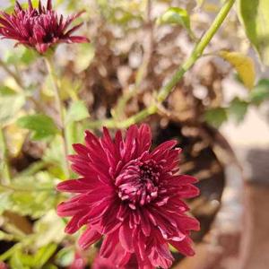 Bhavya sehrawat logo