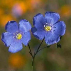 Yashika Patidar logo