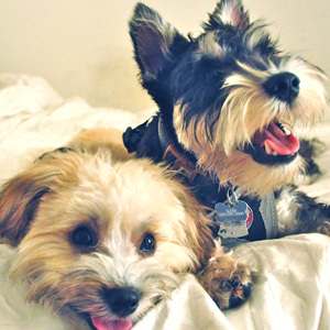 Manikya Veena Akula logo