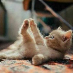 Thechano S Patton logo