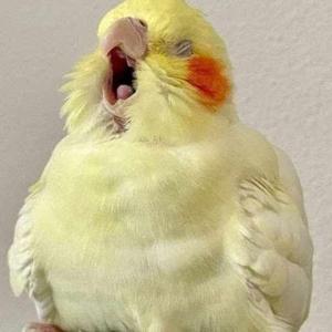 Jannatul “Anas” Naim logo