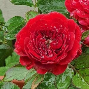 Vaishnavi Namburi logo