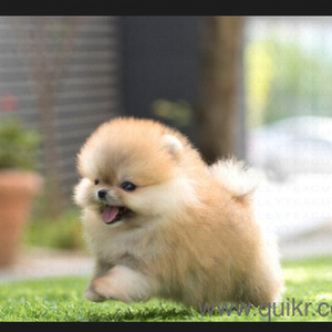 keerthana 7/2760 logo