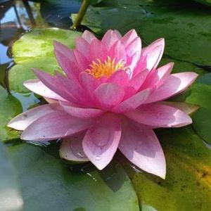 Lotus logo