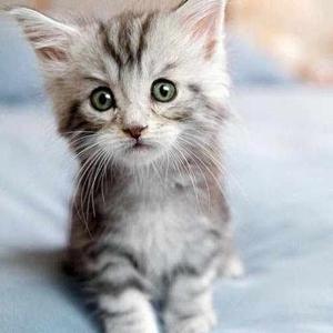 Purba Mukherjee logo