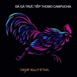 ĐÁ GÀ TRỰC TIẾP THEDIVERGENTS