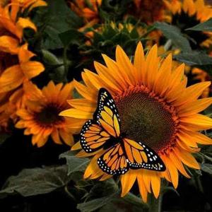Sunflower logo
