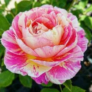 shraddha v vitthalkar logo