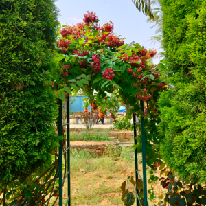 Dhanuja Sidda logo