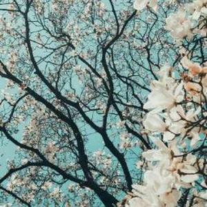 Faatima Owadally logo