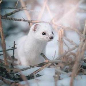 Somapika Priyadarsini logo