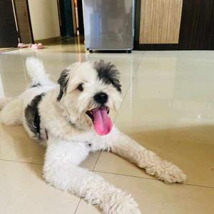 vaibhav gole
