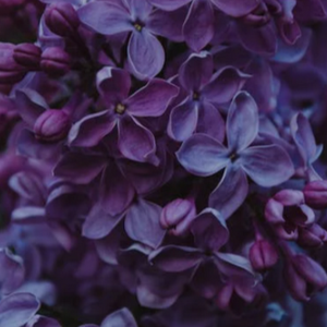 lakshmi pranathi logo