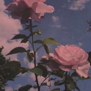 Rosé _ logo