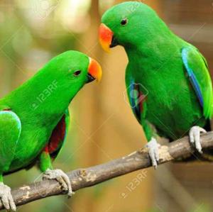 Cherukuru Vaishnavi logo